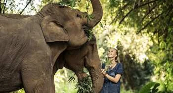 Anantara Golden Triangle Elephant Camp & Resort 5* 